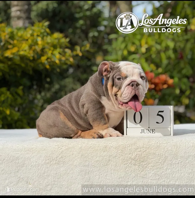 Bentley – English Bulldog puppy for sale in Los Angeles, CA