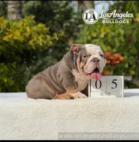 Bentley, a male English Bulldog for sale in Los Angeles, CA – 1 of 4