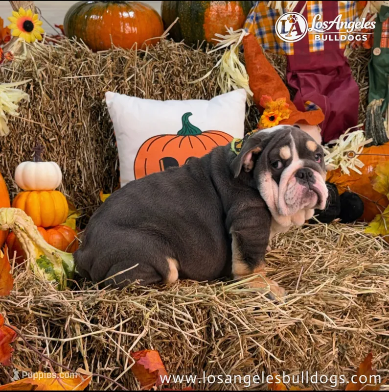 Valentino – English Bulldog puppy for sale in Los Angeles, CA