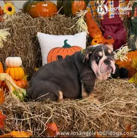 Valentino, a male English Bulldog for sale in Los Angeles, CA – 1 of 3
