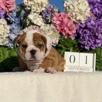 Los Angeles Bulldogs Rex, a male English Bulldog for sale in Los Angeles, CA – 2 of 5