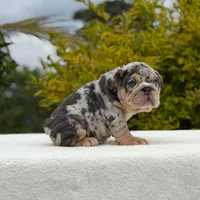 Harley, a female English Bulldog for sale in Los Angeles, CA – Photo 7 of 7