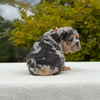 Harley, a female English Bulldog for sale in Los Angeles, CA – Photo 6 of 7