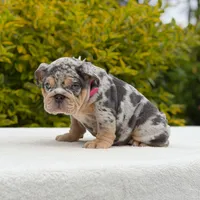 Harley, a female English Bulldog for sale in Los Angeles, CA – Photo 2 of 7