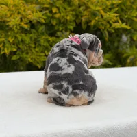 Harley, a female English Bulldog for sale in Los Angeles, CA – Photo 3 of 7