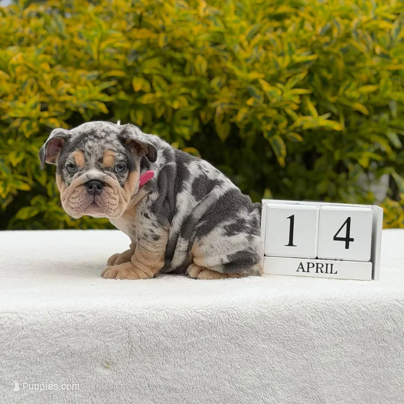 Harley – English Bulldog puppy for sale in Los Angeles, CA
