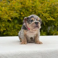 Harley, a female English Bulldog for sale in Los Angeles, CA – Photo 5 of 7