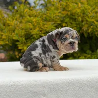 Harley, a female English Bulldog for sale in Los Angeles, CA – Photo 4 of 7
