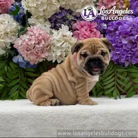 Naomi, a female English Bulldog for sale in Los Angeles, CA – 2 of 4
