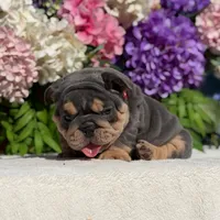 Los Angeles Bulldogs Mini Patron, a male English Bulldog for sale in Los Angeles, CA – 5 of 5