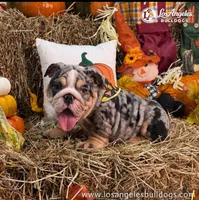 LA Bulldogs Chloe , a female English Bulldog for sale in Los Angeles, CA – 3 of 4