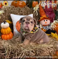 Los Angeles Bulldogs Paris, a female English Bulldog for sale in Los Angeles, CA – 3 of 5