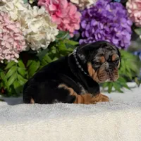 Los Angeles Bulldogs Tiffany, a female English Bulldog for sale in Los Angeles, CA – 4 of 5