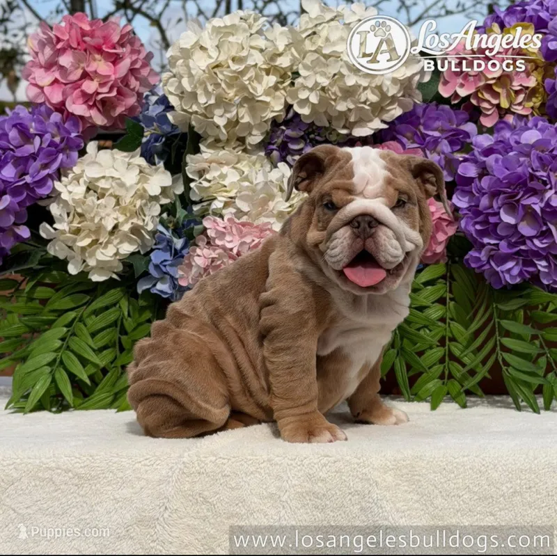Los Angeles Bulldogs Rolex – English Bulldog puppy for sale in Los Angeles, CA