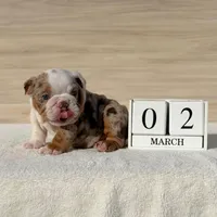 Pumba, a male English Bulldog for sale in Los Angeles, CA – Photo 3 of 3