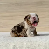 Pumba, a male English Bulldog for sale in Los Angeles, CA – Photo 2 of 3