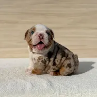 Pumba, a male English Bulldog for sale in Los Angeles, CA – Photo 1 of 3