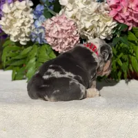 Los Angeles Bulldogs Versace, a female English Bulldog for sale in Los Angeles, CA – 2 of 4