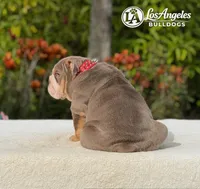 007 , a male English Bulldog for sale in Los Angeles, CA – 3 of 4