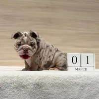 Beyonce, a female English Bulldog for sale in Los Angeles, CA – Photo 3 of 3