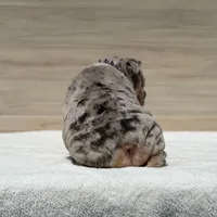 Beyonce, a female English Bulldog for sale in Los Angeles, CA – Photo 2 of 3