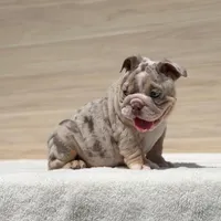 Beyonce, a female English Bulldog for sale in Los Angeles, CA – Photo 1 of 3