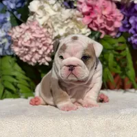 Los Angeles Bulldogs Malibu, a female English Bulldog for sale in Los Angeles, CA – 2 of 4