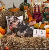 Los Angeles Bulldogs Versace, a female English Bulldog for sale in Los Angeles, CA – 4 of 4