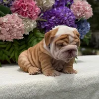 Los Angeles Bulldogs Golden Nugget , a male English Bulldog for sale in Los Angeles, CA – 2 of 4