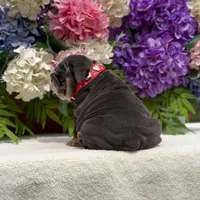 Los Angeles Bulldogs Biggie, a male English Bulldog for sale in Los Angeles, CA – 5 of 5