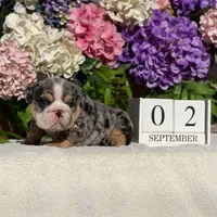 Los Angeles Bulldogs Chloe , a female English Bulldog for sale in Los Angeles, CA – 2 of 5