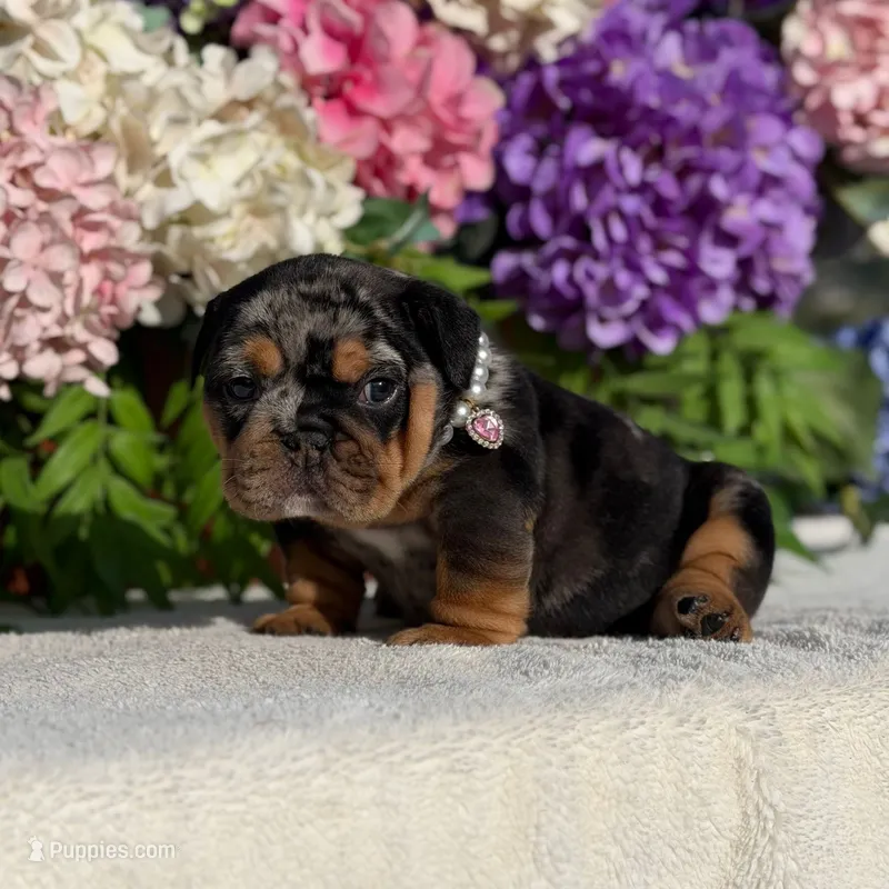 Los Angeles Bulldogs Tiffany – English Bulldog puppy for sale in Los Angeles, CA