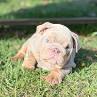 Corleone, a male English Bulldog for sale in Los Angeles, CA – Photo 1 of 3