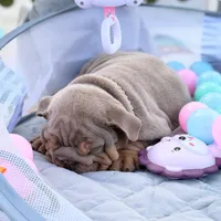 Corleone, a male English Bulldog for sale in Los Angeles, CA – Photo 3 of 3