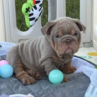 Corleone, a male English Bulldog for sale in Los Angeles, CA – Photo 2 of 3