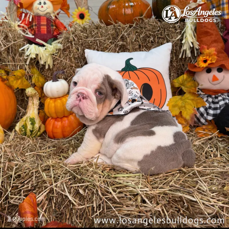 Tupac – English Bulldog puppy for sale in Los Angeles, CA