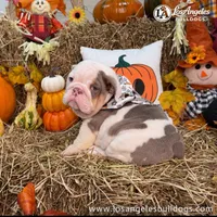 Tupac, a male English Bulldog for sale in Los Angeles, CA – 1 of 3