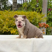 Bridgette, a female English Bulldog for sale in Los Angeles, CA – 4 of 5
