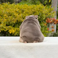 Bridgette, a female English Bulldog for sale in Los Angeles, CA – 5 of 5