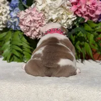 Los Angeles Bulldogs Malibu, a female English Bulldog for sale in Los Angeles, CA – 4 of 4