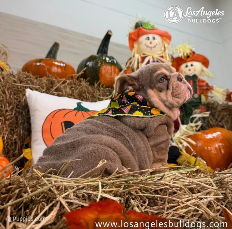 Los Angeles Bulldogs Paris, a female English Bulldog for sale in Los Angeles, CA – 1 of 5