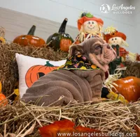 Los Angeles Bulldogs Paris, a female English Bulldog for sale in Los Angeles, CA – 1 of 5
