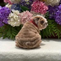 Los Angeles Bulldogs Rolex, a male English Bulldog for sale in Los Angeles, CA – 3 of 4