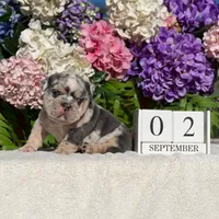Los Angeles Bulldogs Versace, a female English Bulldog for sale in Los Angeles, CA – 4 of 4