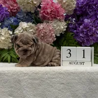 Los Angeles Bulldogs Taylor, a female English Bulldog for sale in Los Angeles, CA – 4 of 4