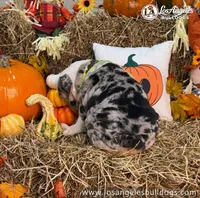 Los Angeles Bulldogs Sabrina, a female English Bulldog for sale in Los Angeles, CA – 3 of 3
