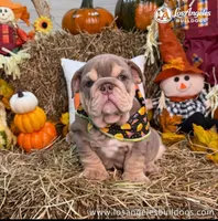 Los Angeles Bulldogs Paris, a female English Bulldog for sale in Los Angeles, CA – 2 of 5