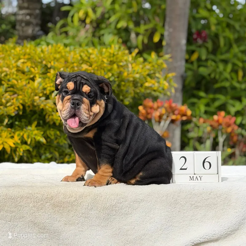 Fendi – English Bulldog puppy for sale in Los Angeles, CA