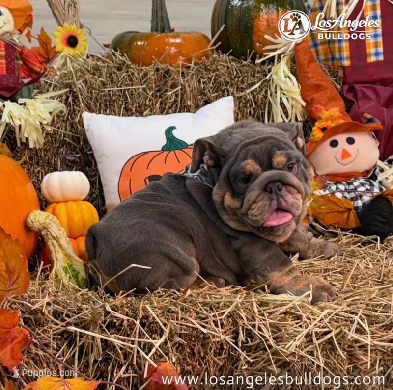 Bugatti – English Bulldog puppy for sale in Los Angeles, CA
