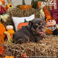 Bugatti, a male English Bulldog for sale in Los Angeles, CA – 1 of 3